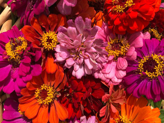 California Giant Zinnia Seeds