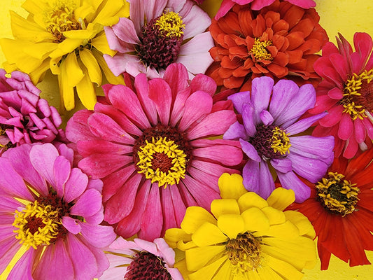 State Fair Zinnia Seeds