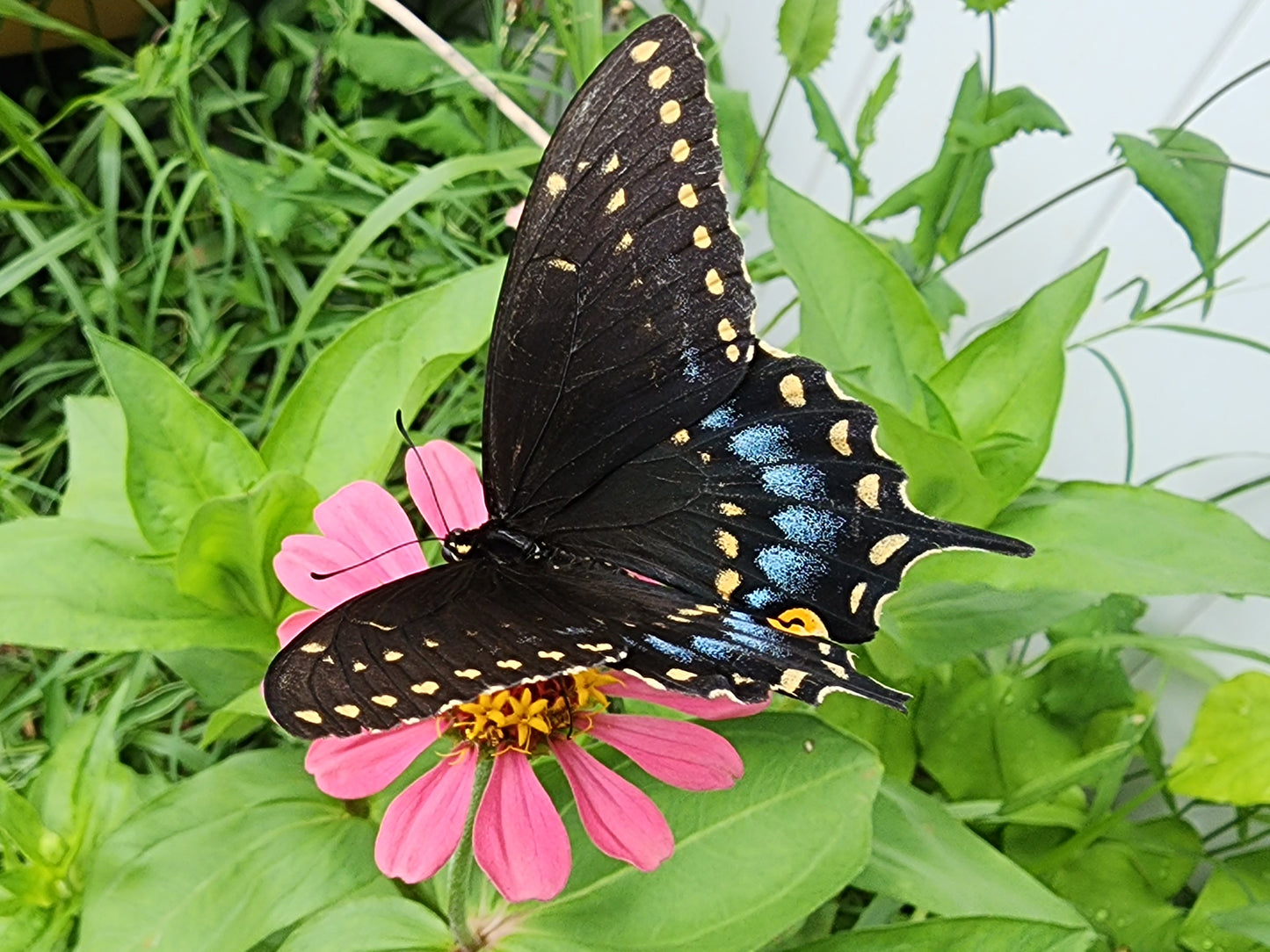 State Fair Zinnia Seeds