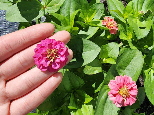 Dwarf Thumbelina Mixed Colors Zinnia