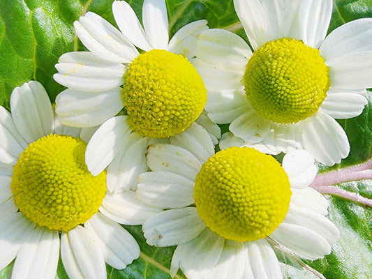 German Chamomile