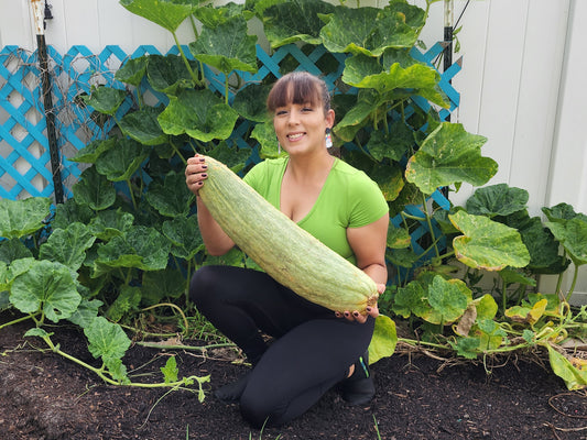 Jumbo Banana Squash