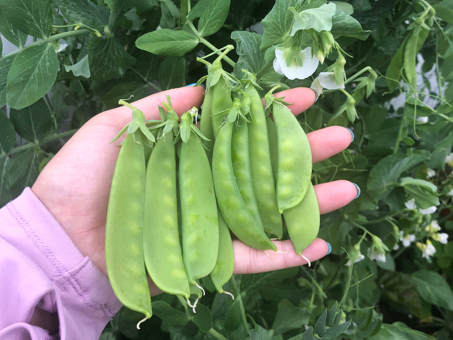 Oregon Sugar Pod II Snow Pea