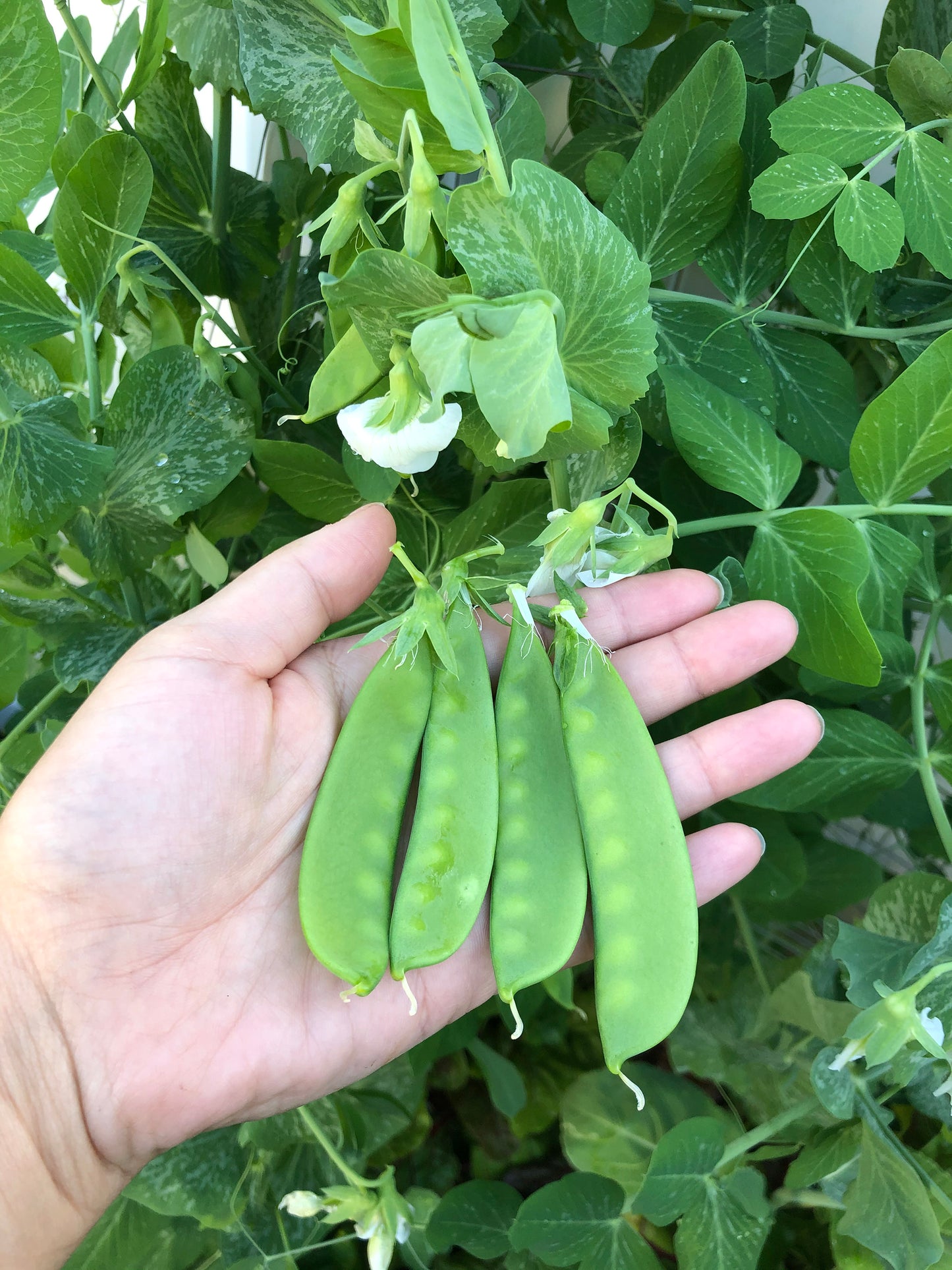 Oregon Sugar Pod II Snow Pea