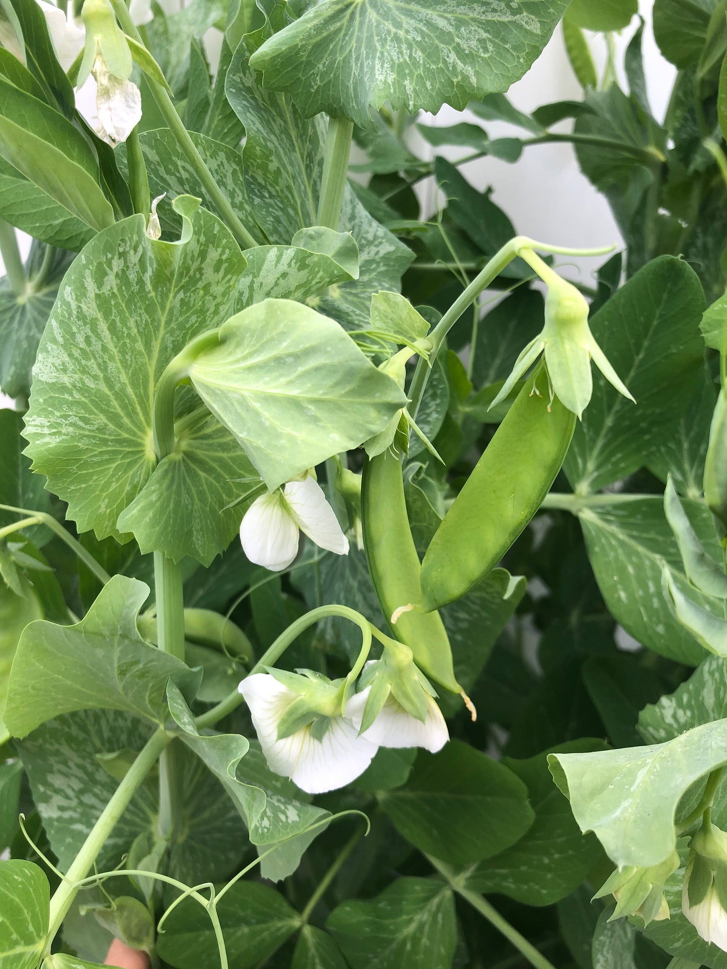 Oregon Sugar Pod II Snow Pea