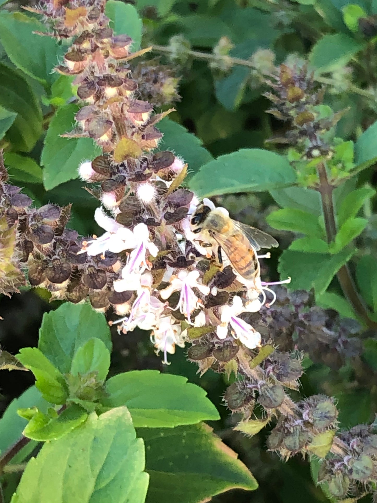 African Blue Basil LIVE Plant