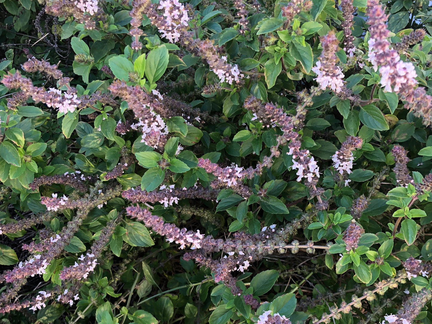 African Blue Basil LIVE Plant