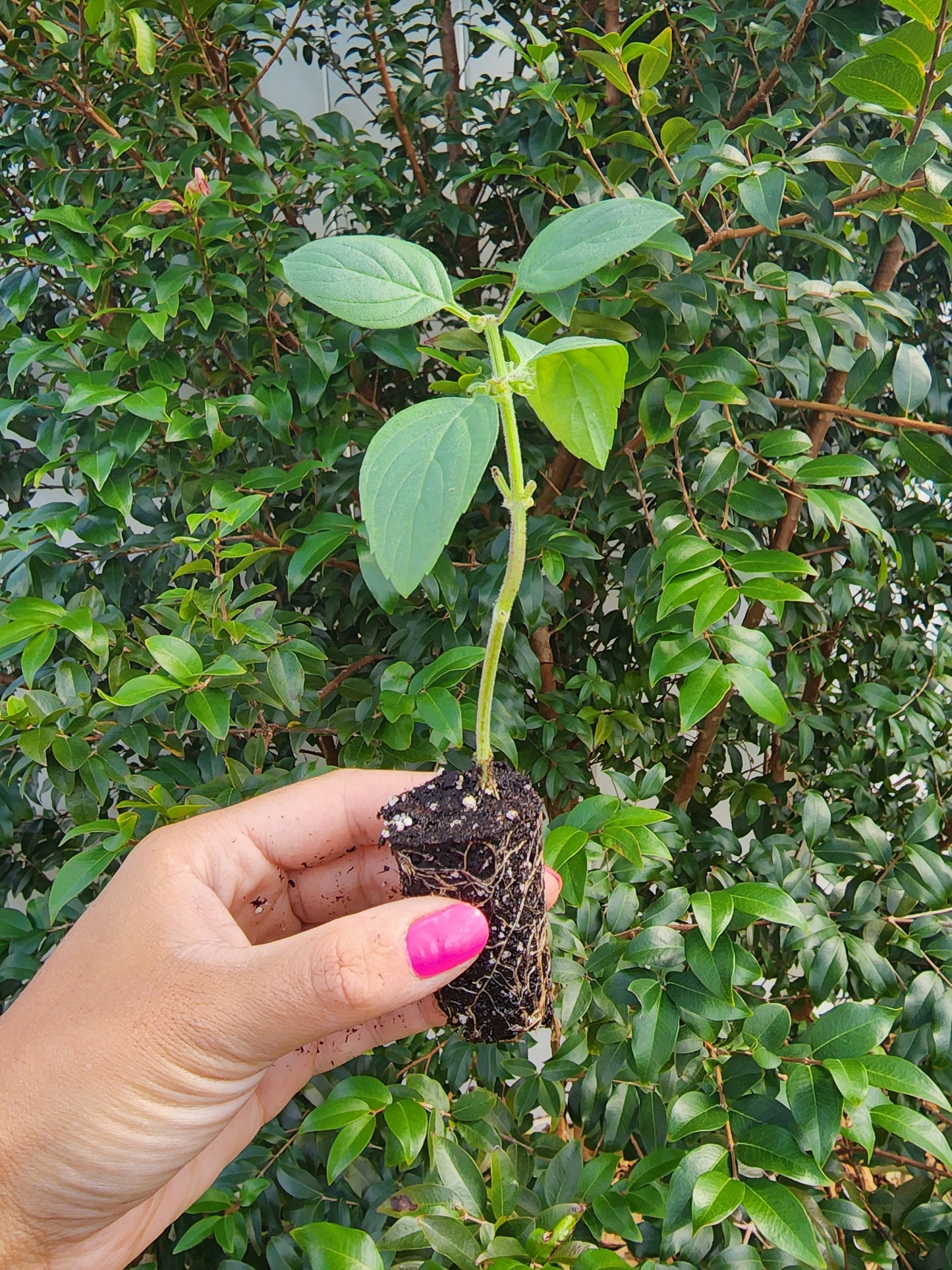 African Blue Basil LIVE Plant