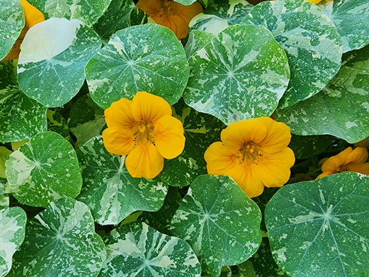 Alaska Variegated Mix Nasturtiums