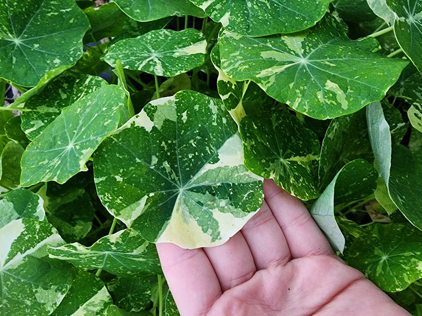 Alaska Variegated Mix Nasturtiums