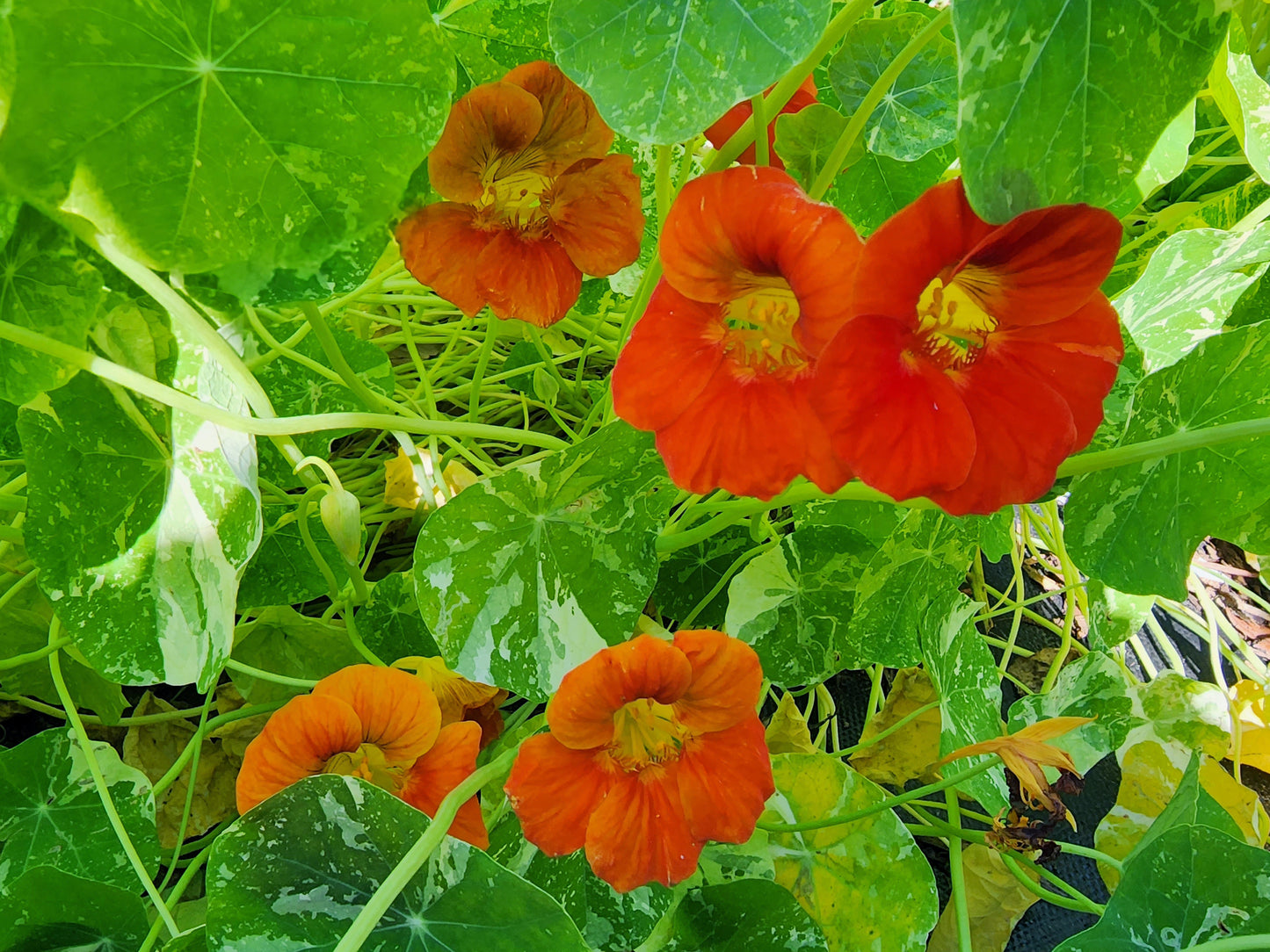 Alaska Variegated Mix Nasturtiums