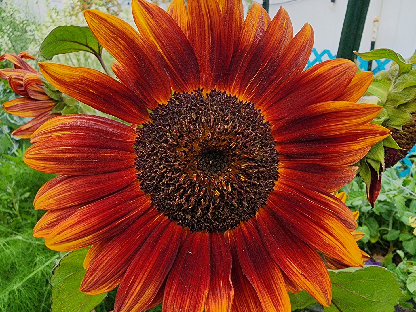 Autumn Beauty Sunflower