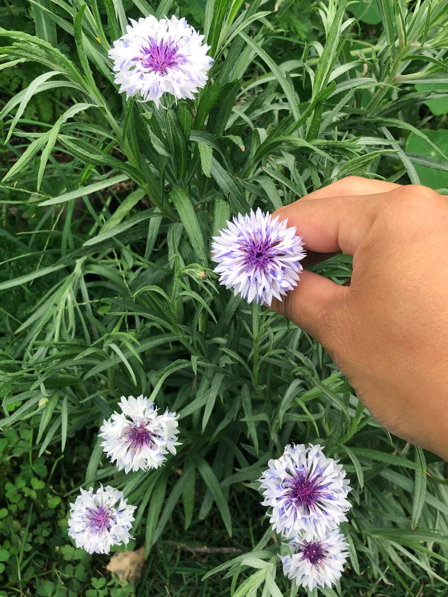 Bachelors Buttons Mixed Colors Flower Seeds