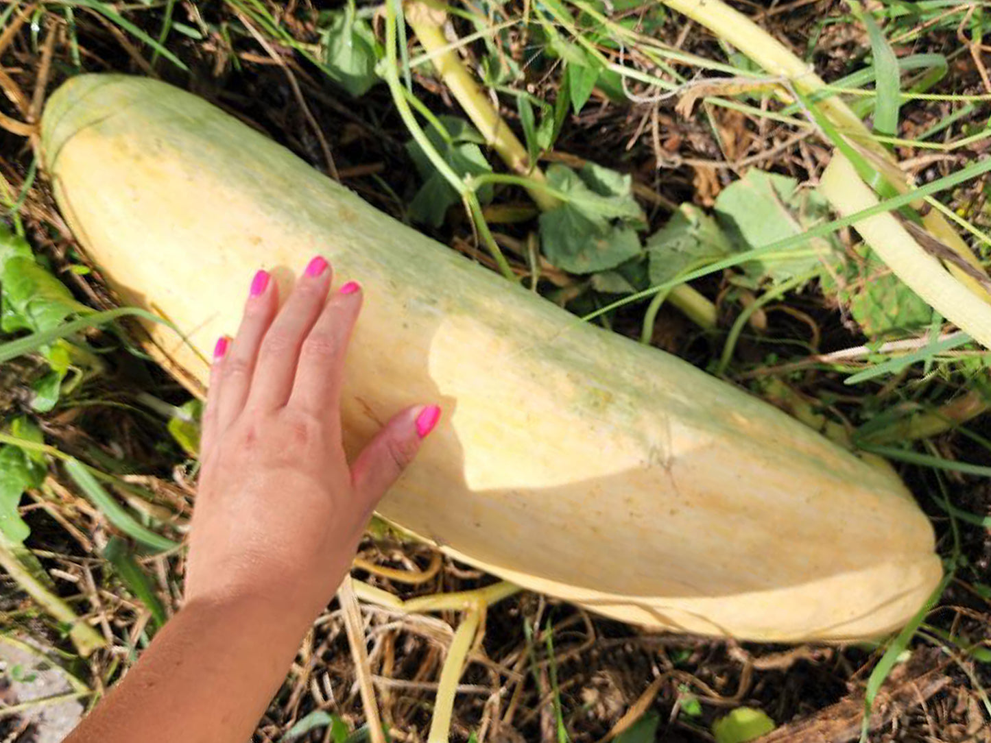 Jumbo Banana Squash