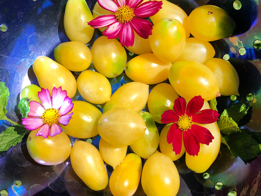 Barry's Crazy Cherry Tomato