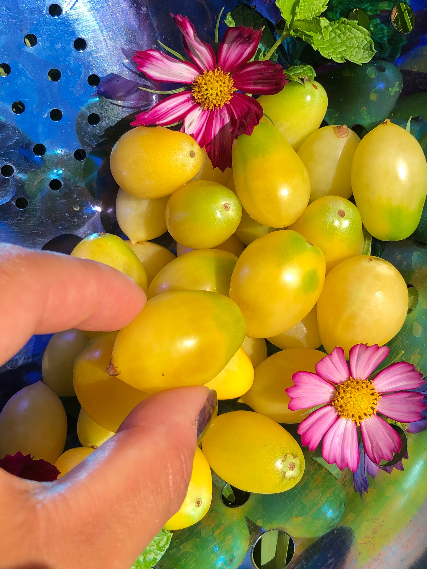 Barry's Crazy Cherry Tomato