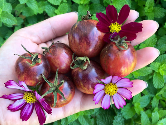 Black Strawberry Cherry Tomato