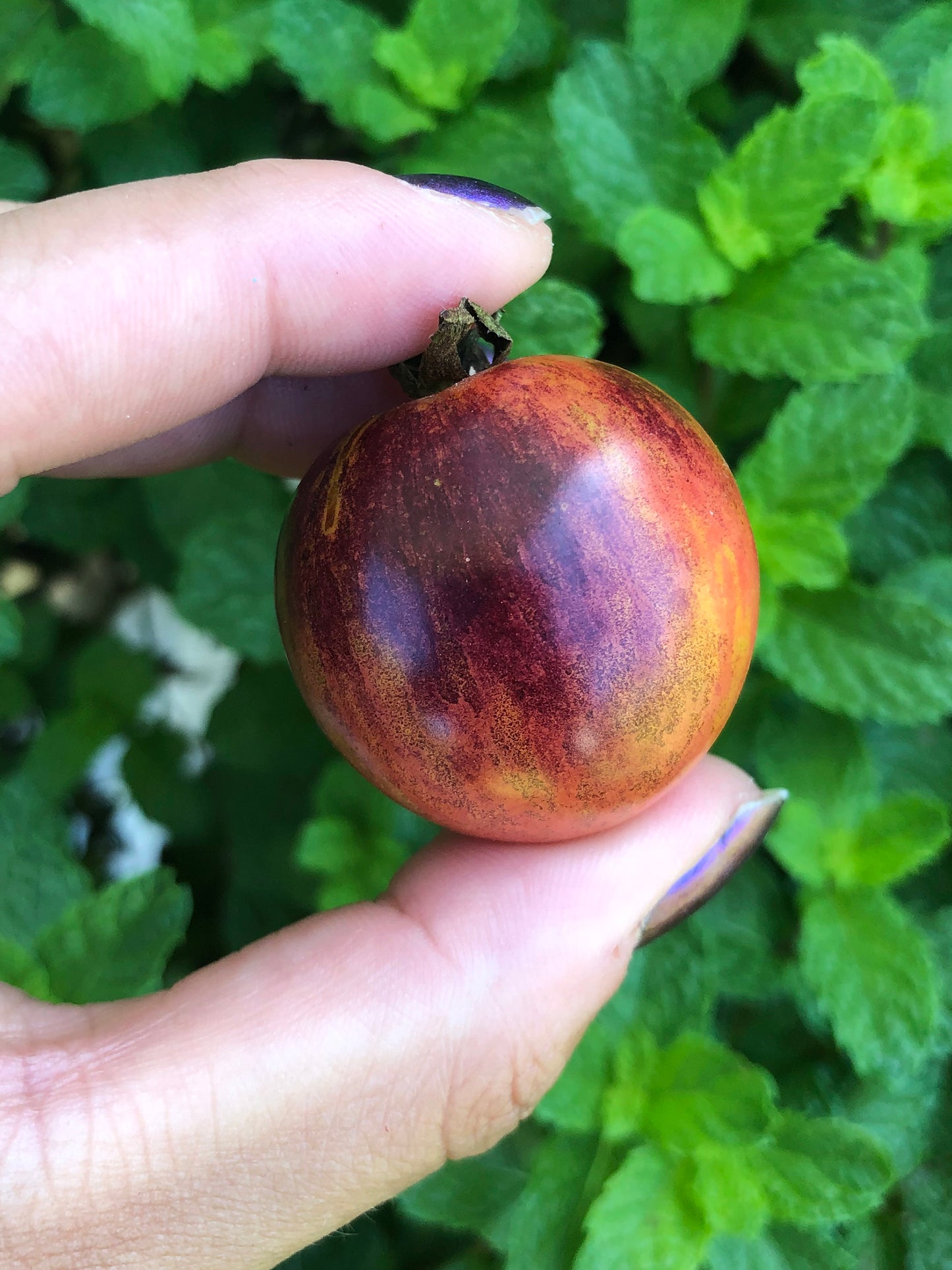 Black Strawberry Cherry Tomato