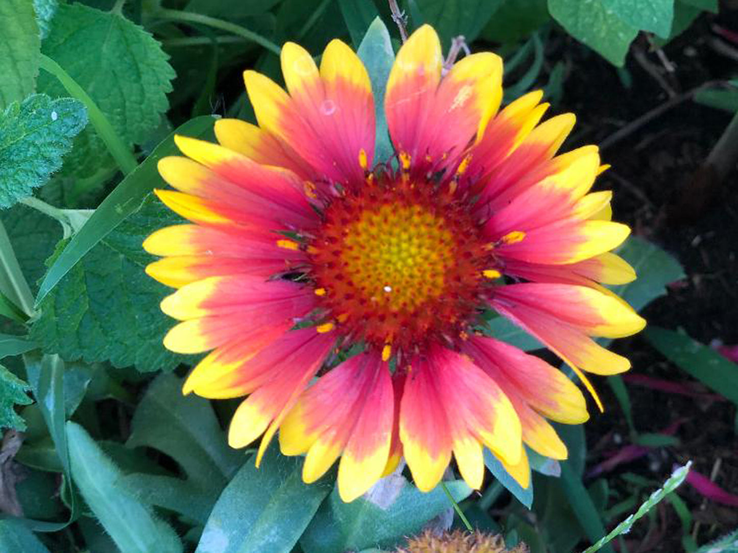 Indian Blanket Flower