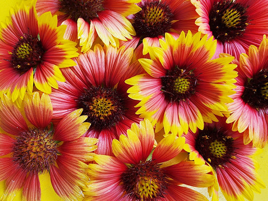 Indian Blanket Flower