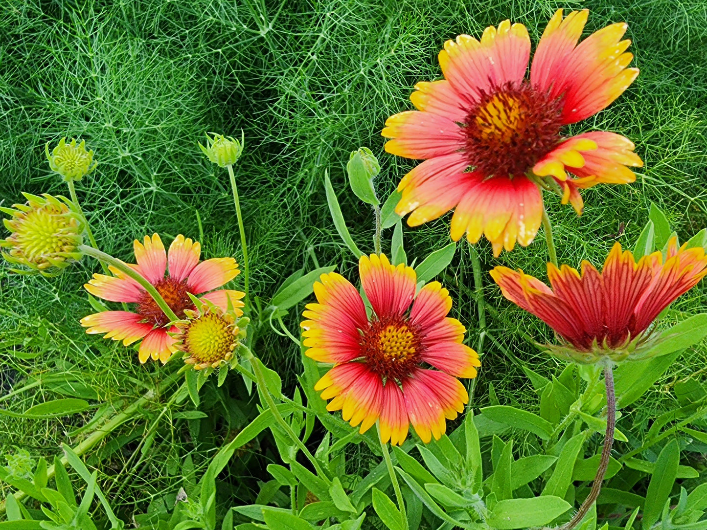 Indian Blanket Flower