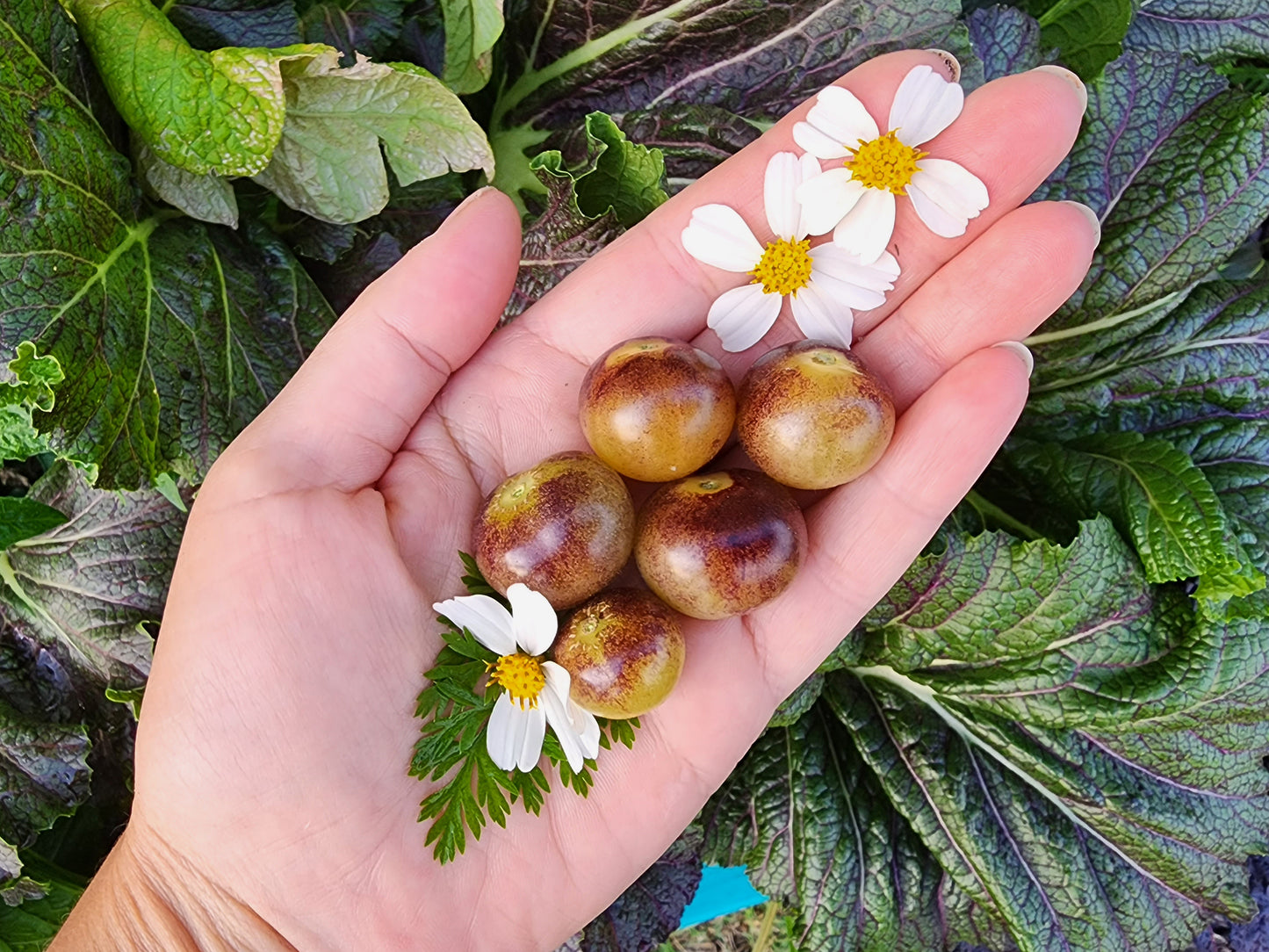 Blue Cream Berries Cherry Tomato