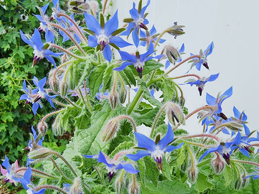 Borage Flower Seeds