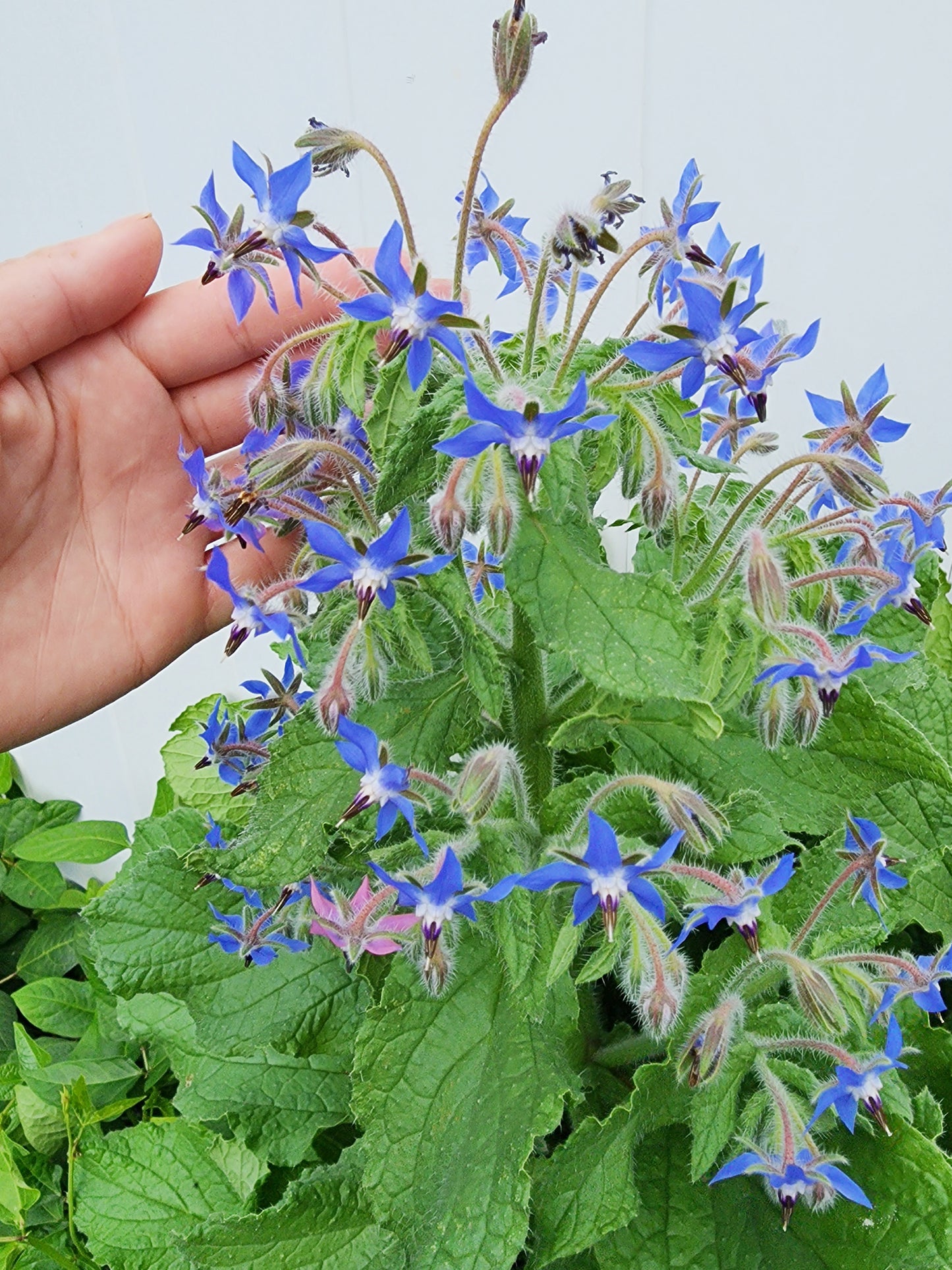 Borage Flower Seeds