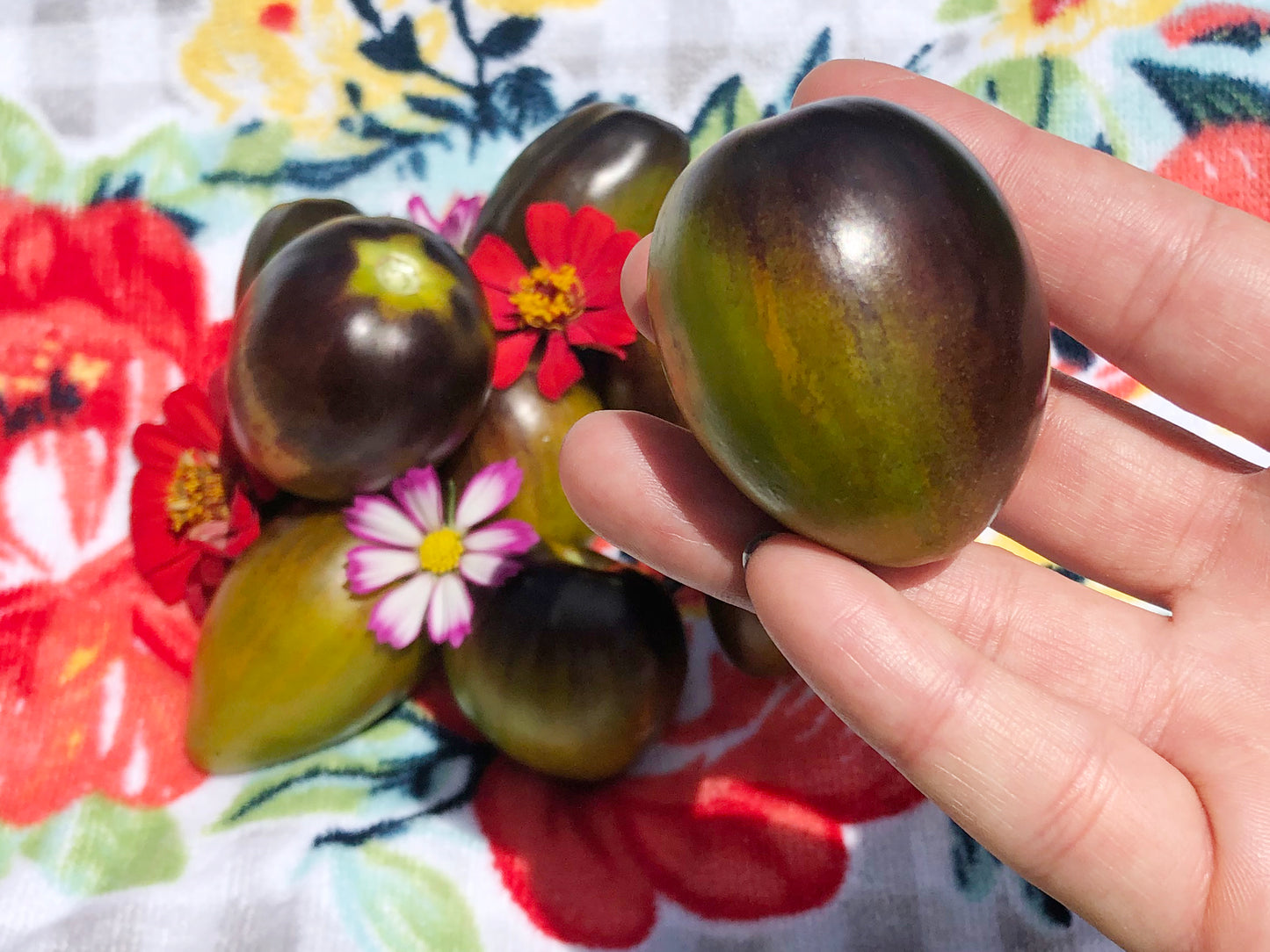 Brad's Atomic Grape Cherry Tomato