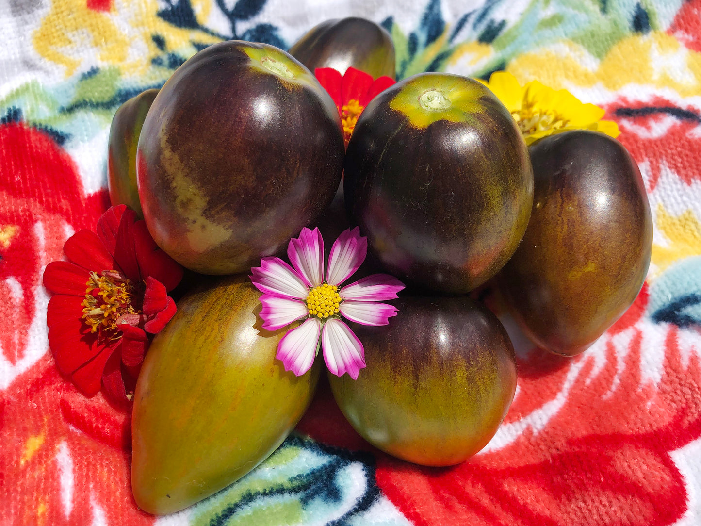 Brad's Atomic Grape Cherry Tomato