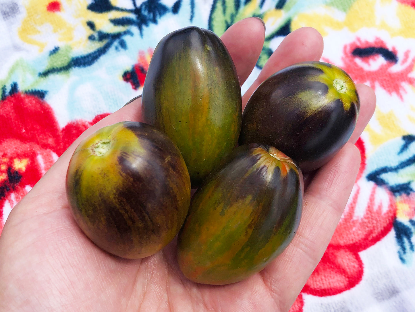 Brad's Atomic Grape Cherry Tomato