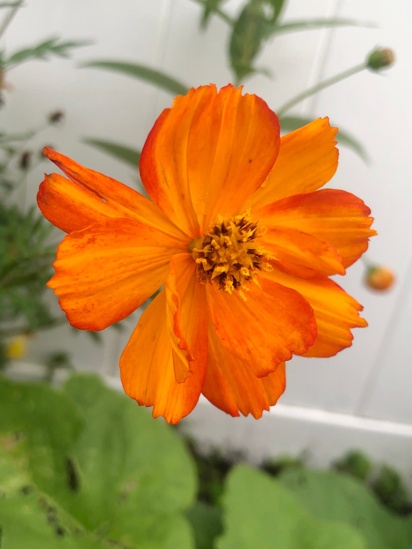 Bright Lights Orange & Yellow Cosmos