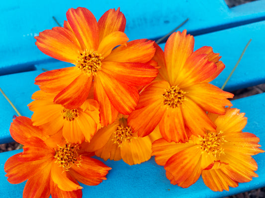 Bright Lights Orange & Yellow Cosmos