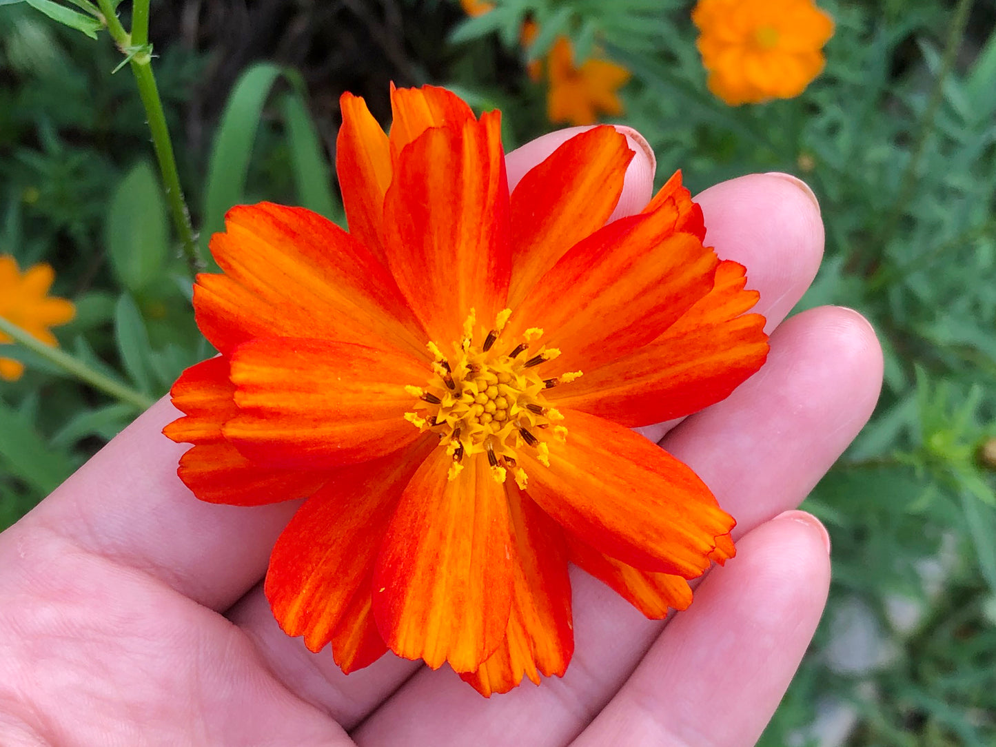 Bright Lights Orange & Yellow Cosmos