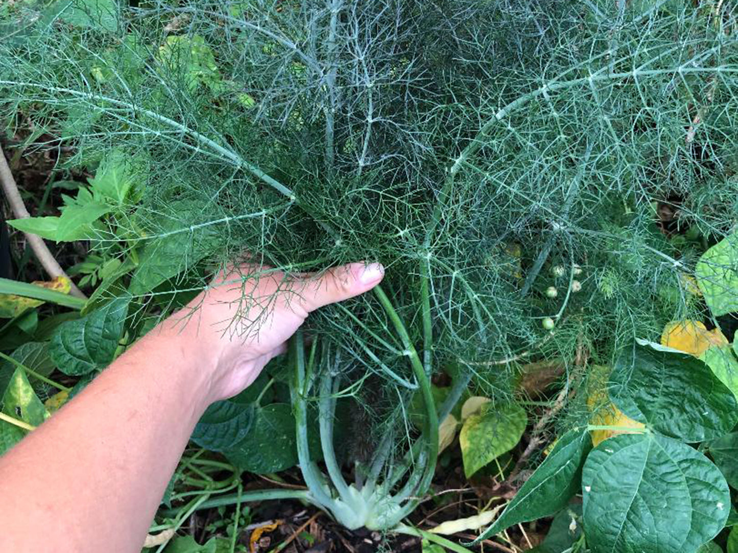 Bronze Fennel