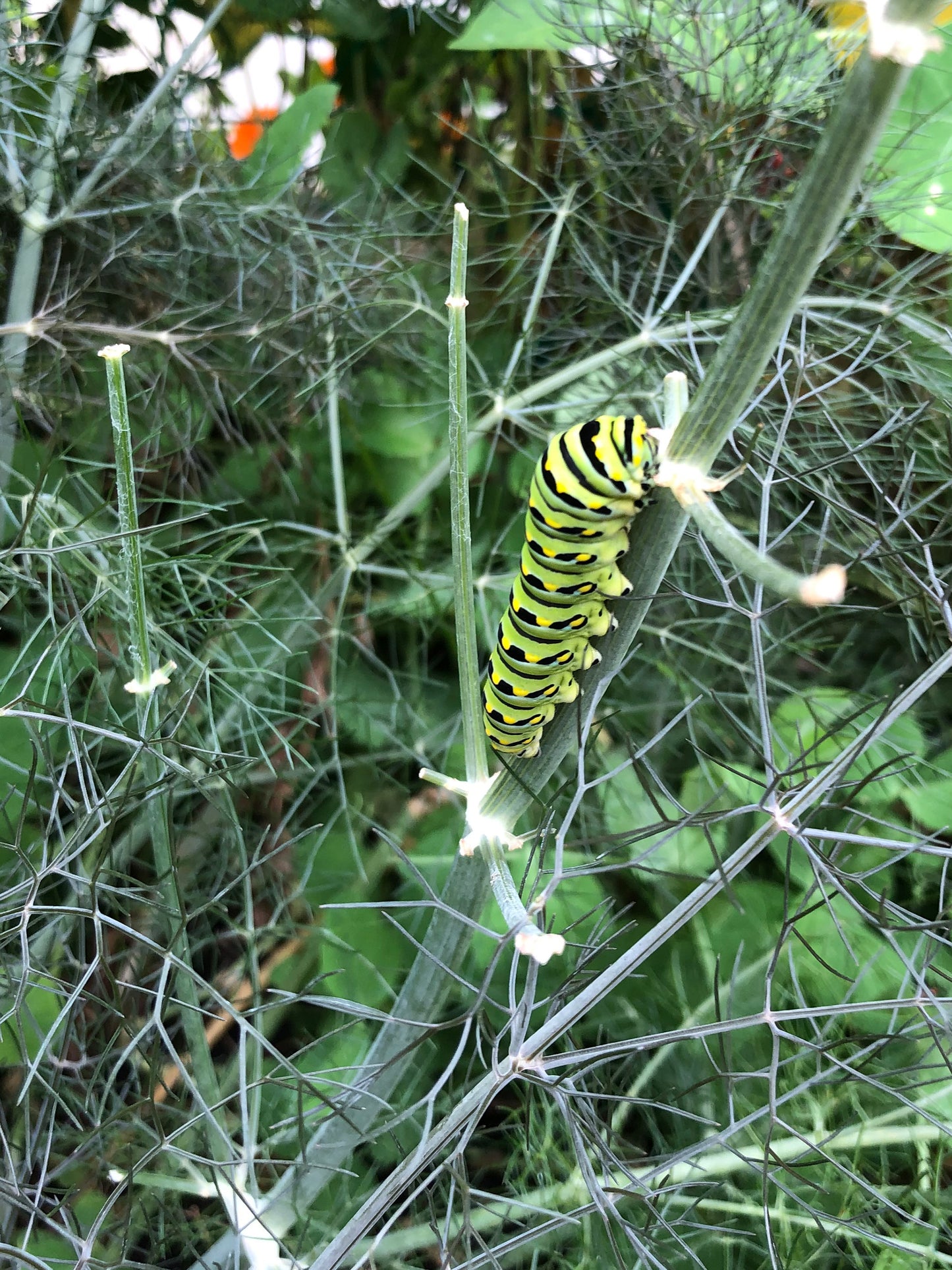 Bronze Fennel