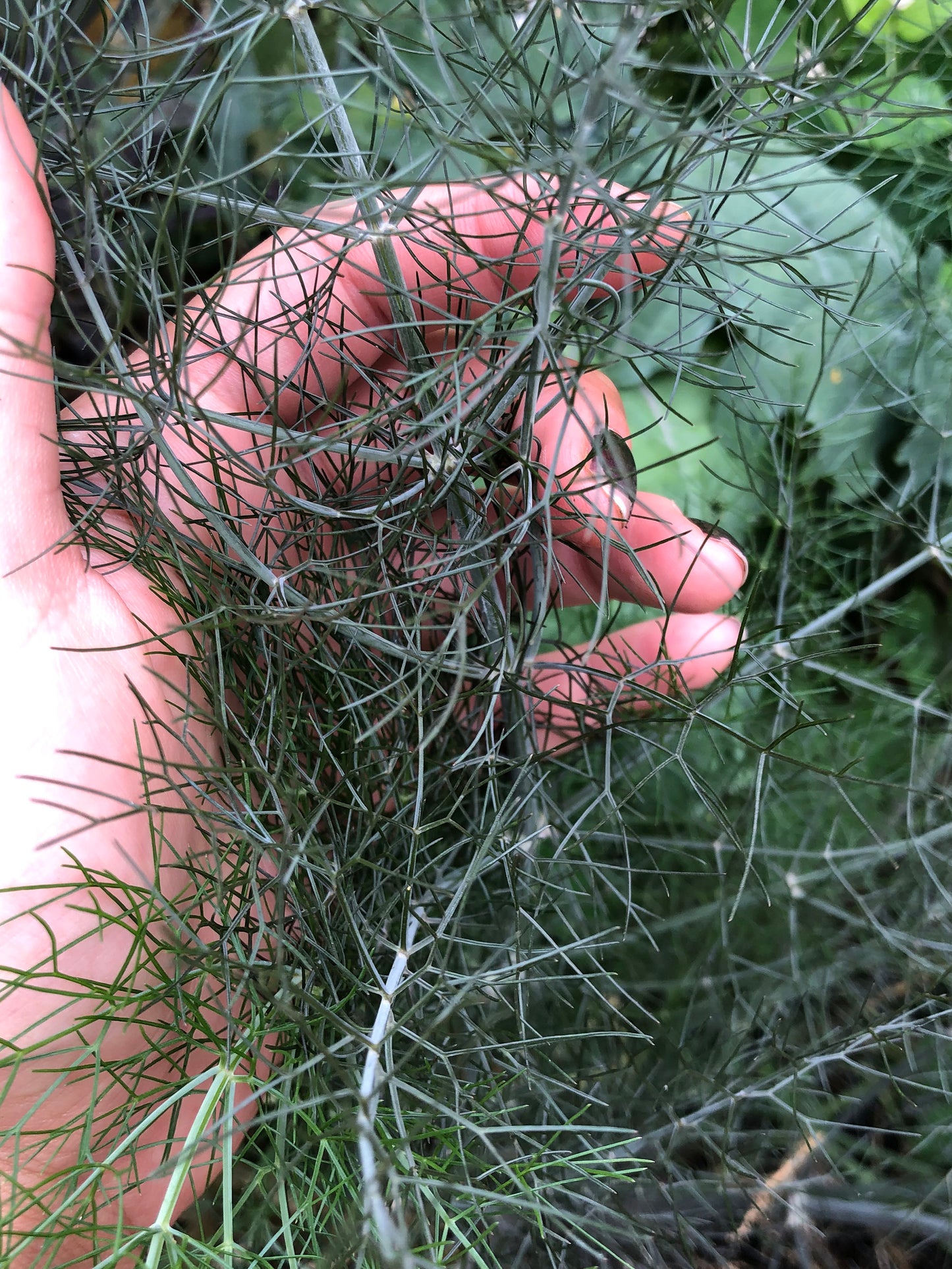 Bronze Fennel