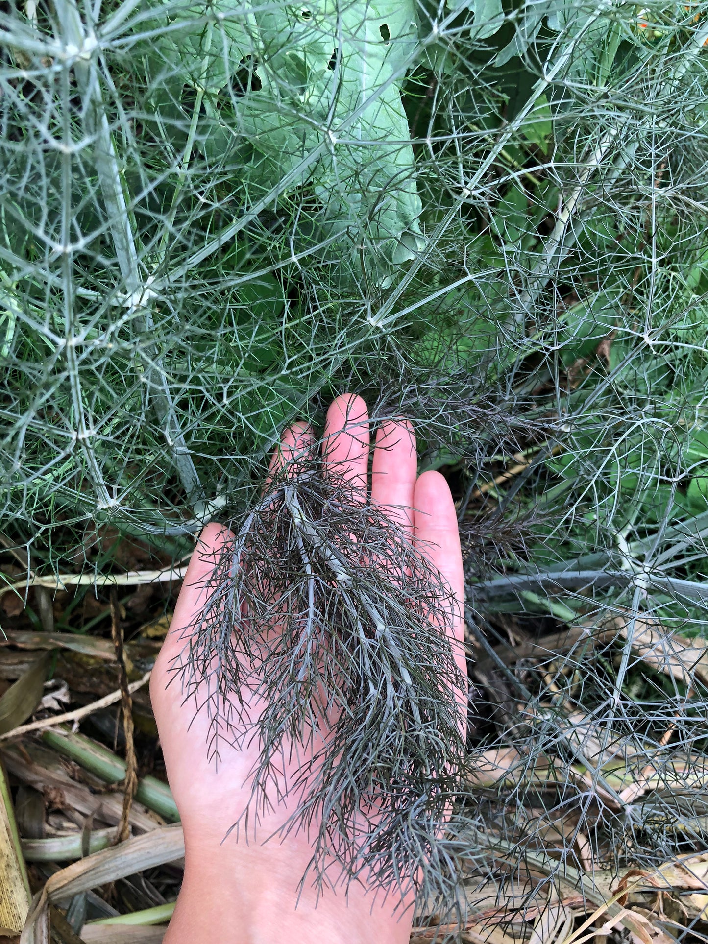 Bronze Fennel