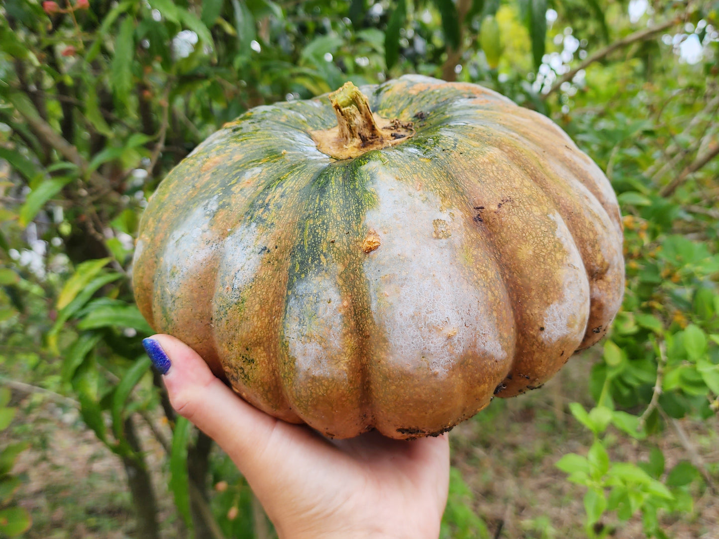 Calabaza Pumpkin Winter Squash