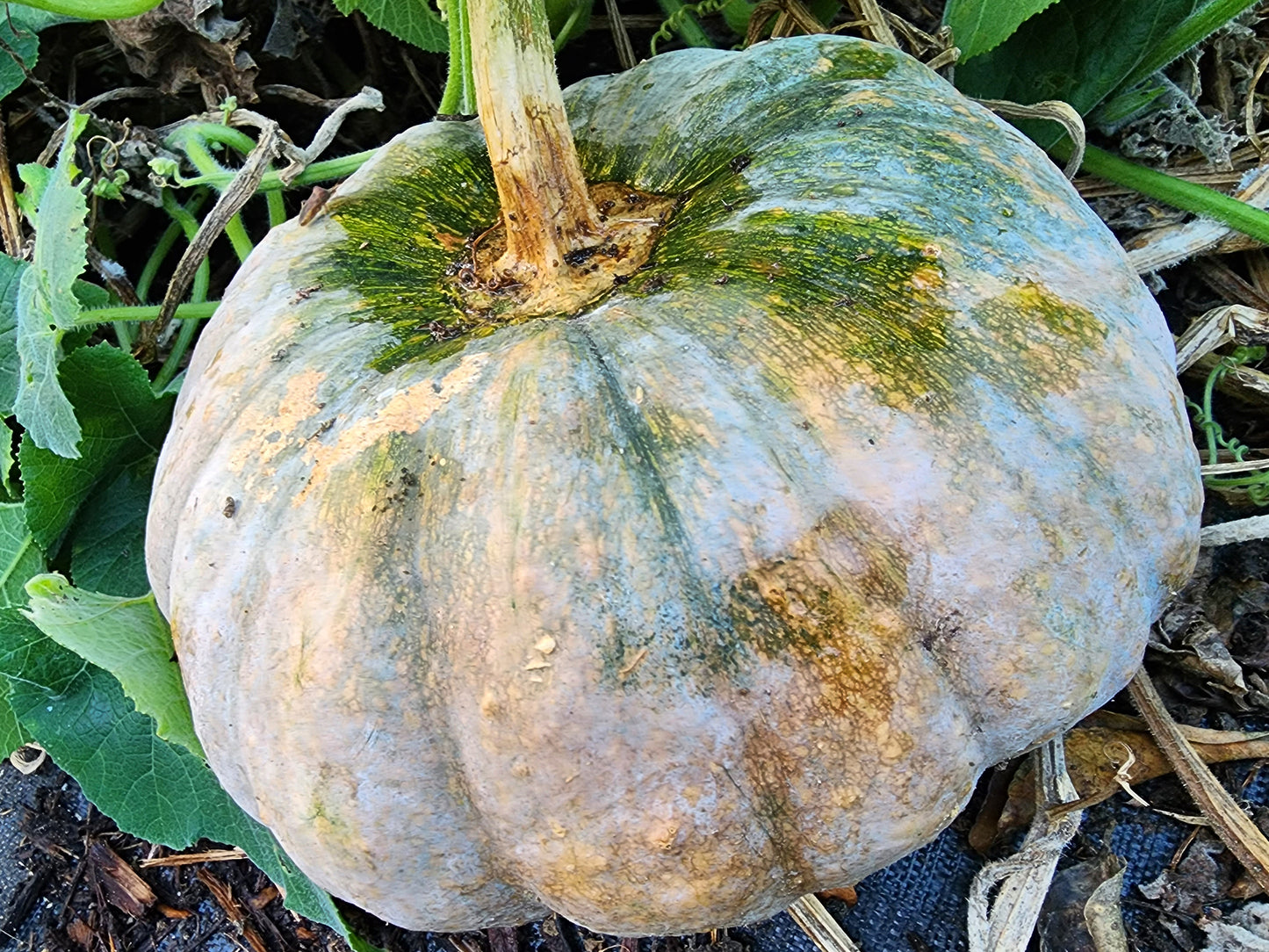 Calabaza Pumpkin Winter Squash