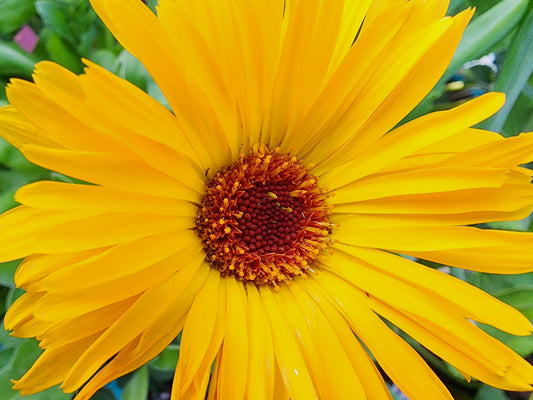 Pacific Beauty Calendula