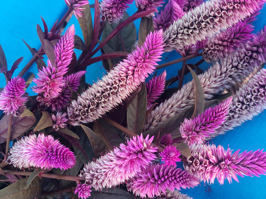 Hot Pink Celosia with Burgundy Foliage