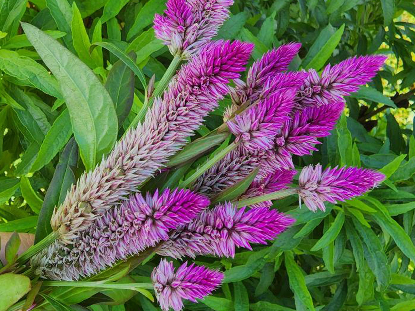 Hot Pink Celosia