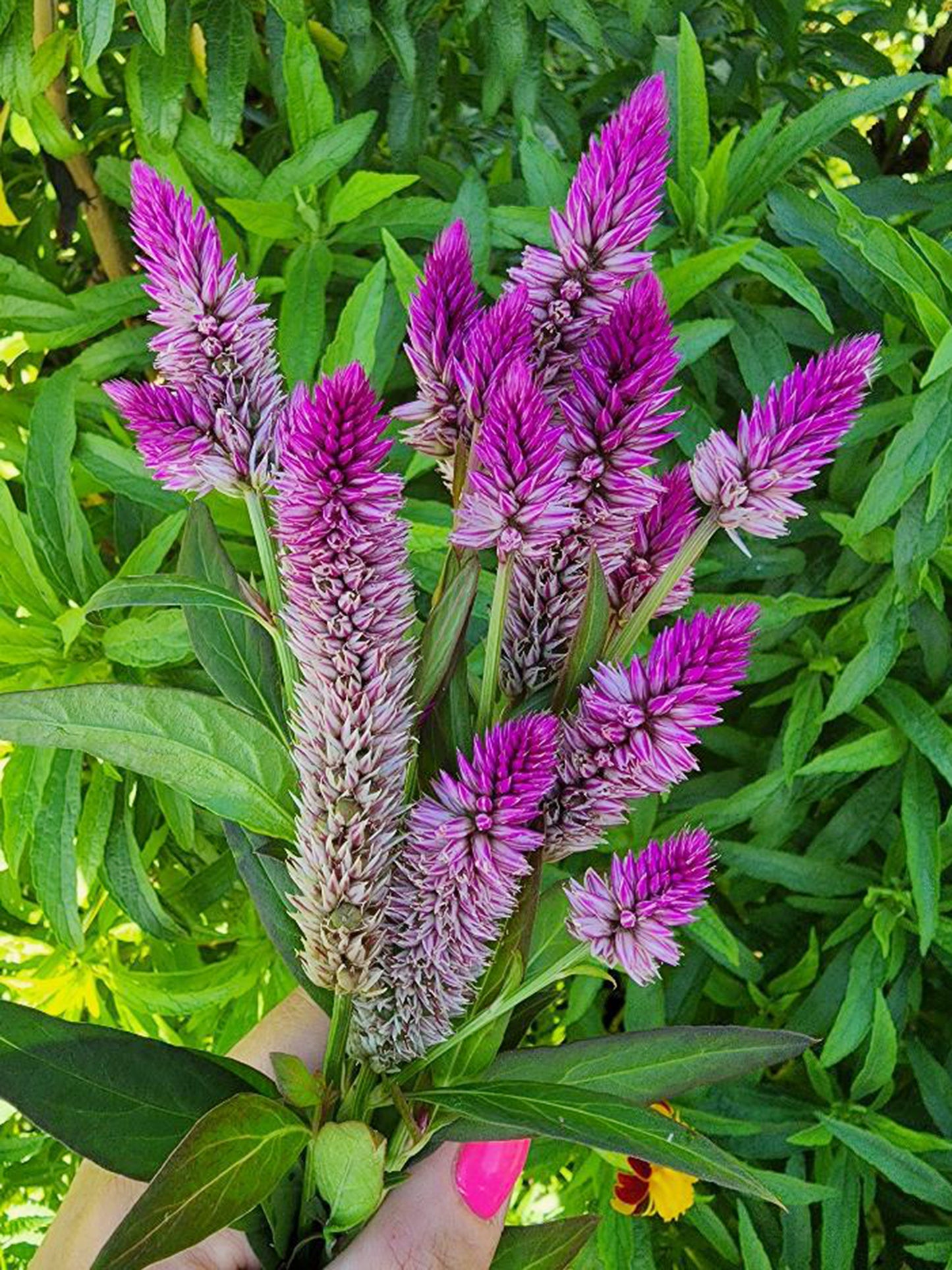 Hot Pink Celosia