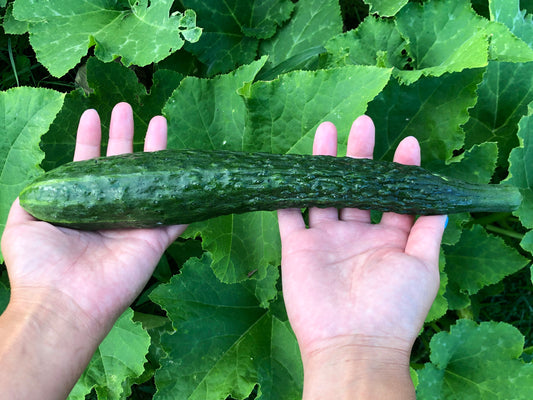 China Jade Cucumber