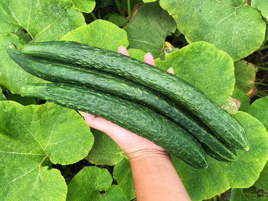 China Jade Cucumber