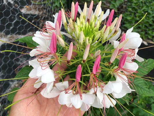 Cleome Spider Flower Seeds