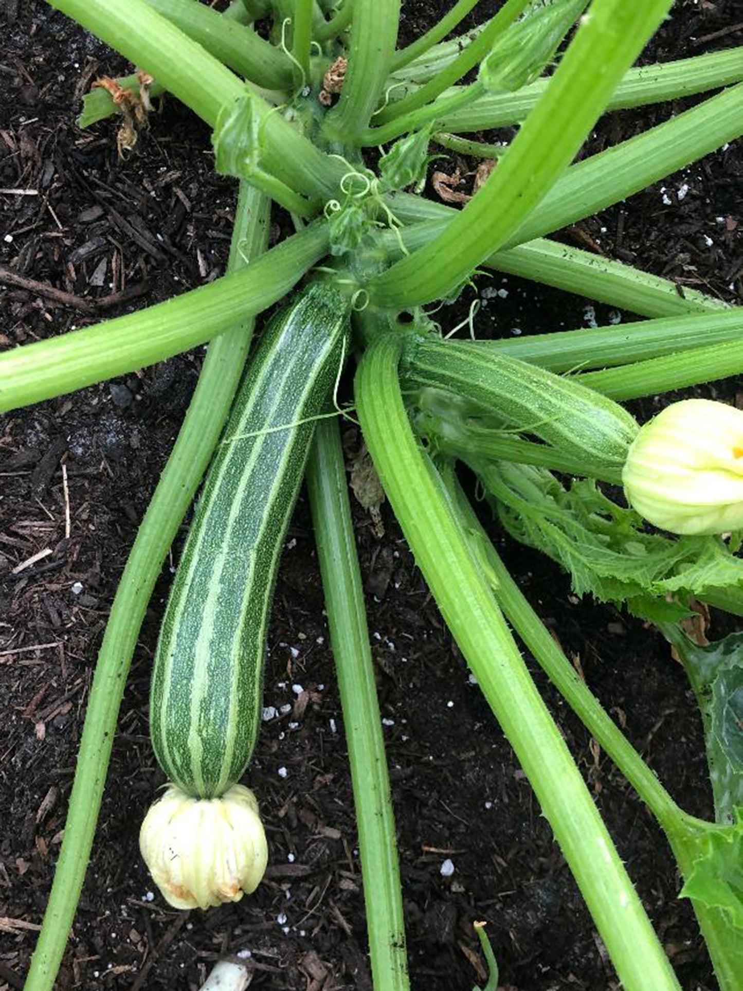 Cocozelle Zucchini