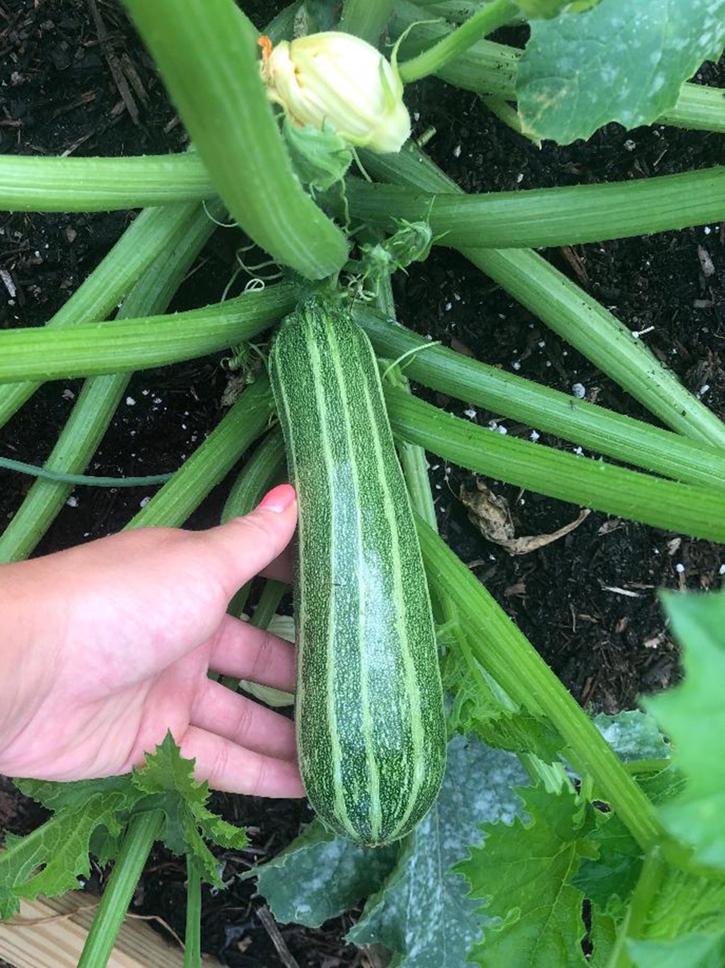 Cocozelle Zucchini