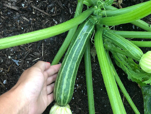 Cocozelle Zucchini